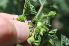 Podagrica fuscicornis