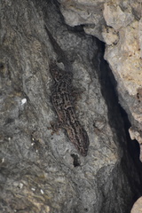 Tarentola americana