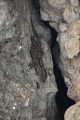 Tarentola americana