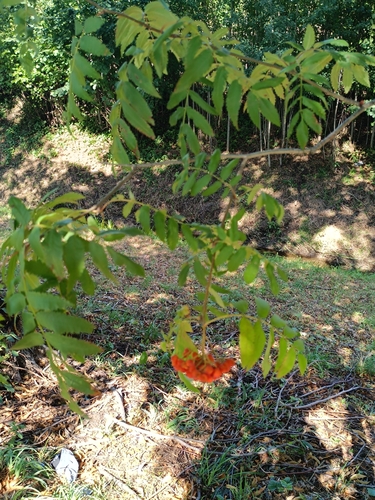 European mountain ash