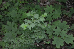 Ribes alpinum