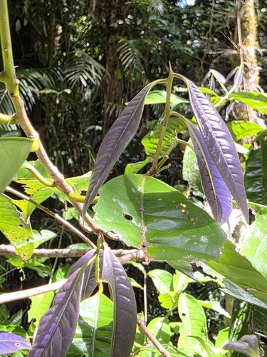 Lindsayomyrtus observed 2026-08-23