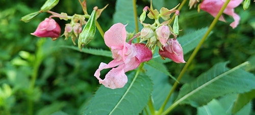 Himalayan balsam