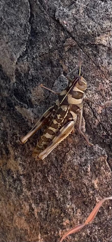 Variable Stropis