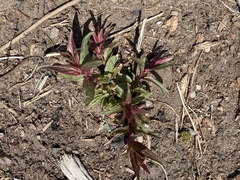 Veronica scutellata