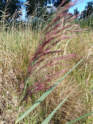 common reed