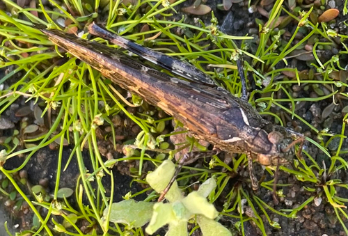 Australian Plague Locust