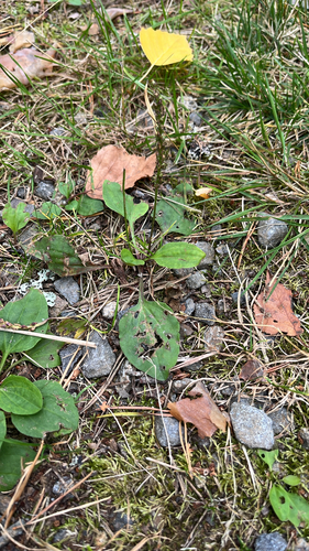 greater plantain