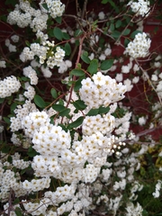 Spiraea × vanhouttei