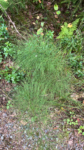 wood horsetail