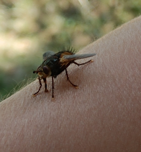 Common Tachinid