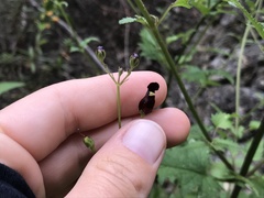 Scrophularia atrata