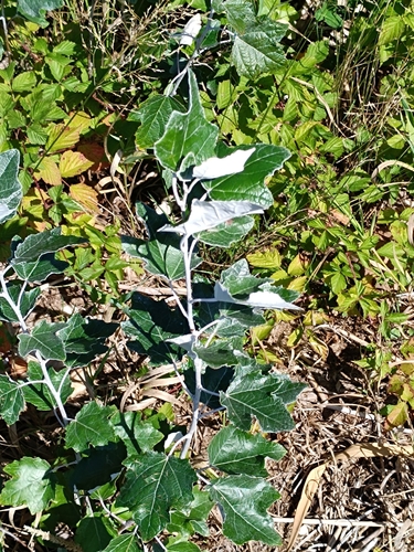 white poplar
