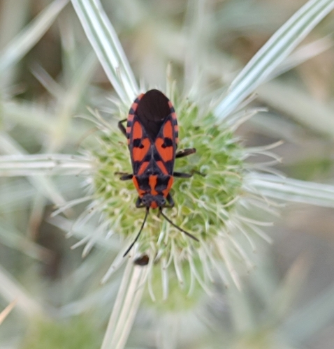 Spilostethus saxatilis