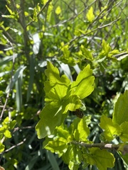 Ribes alpinum