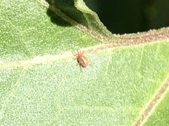 Balaustium