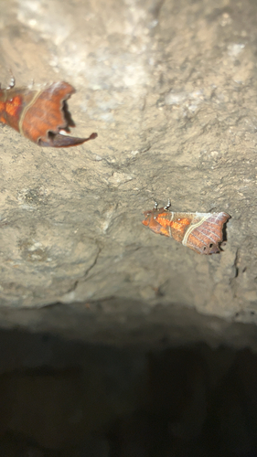 Herald Moth