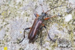 Cortodera femorata