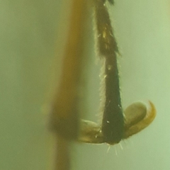 Cephaloon lepturides