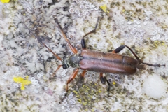 Cortodera femorata