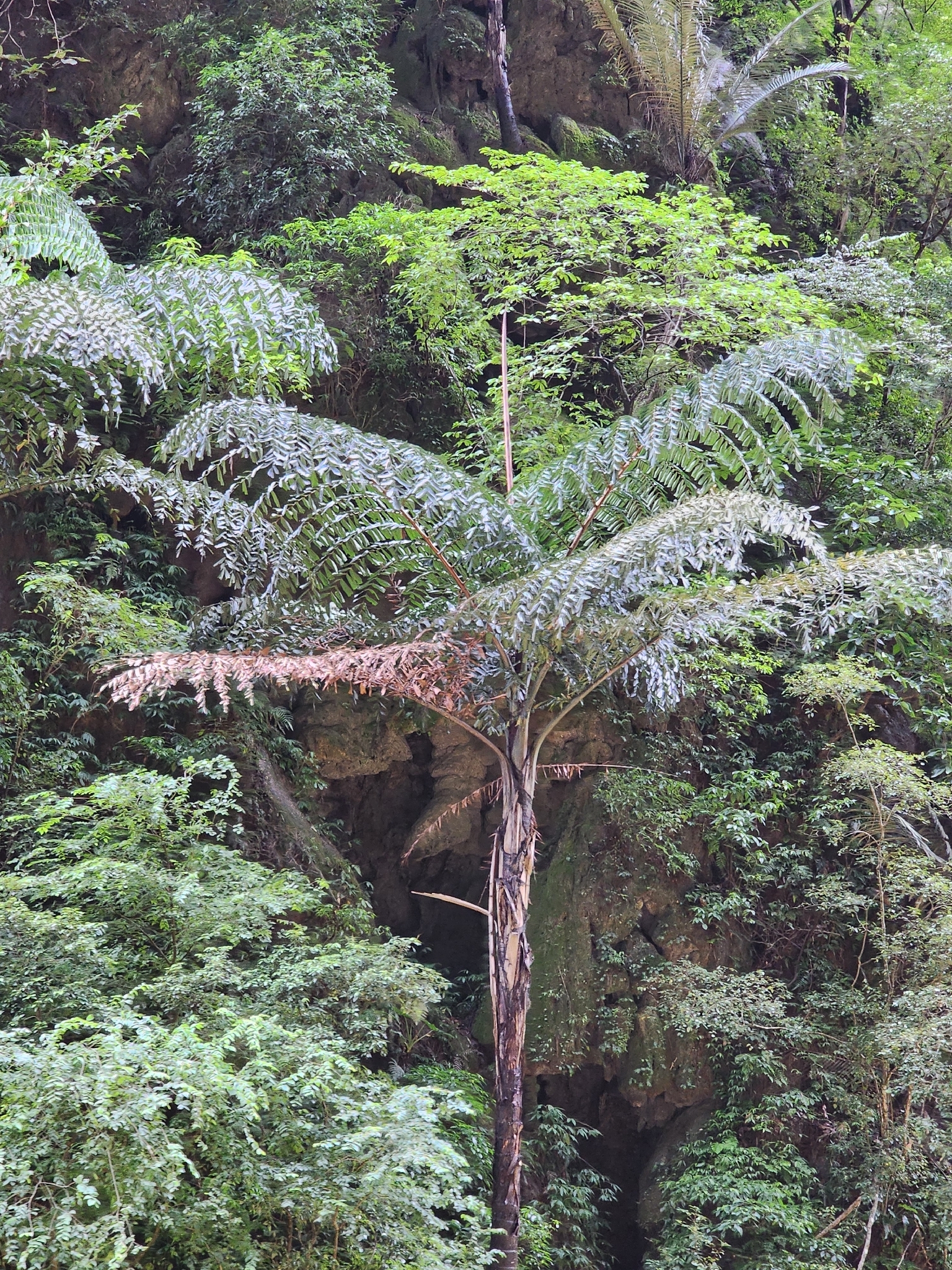 Caryota obtusa (Caryota obtusa)