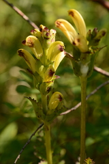 Pedicularis sceptrum-carolinum