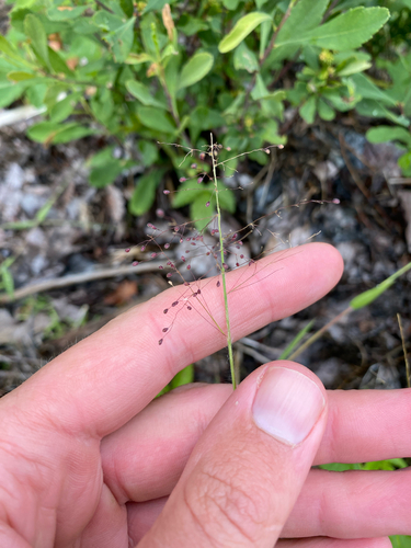 Dichanthelium implicatum observed 2026-07-22