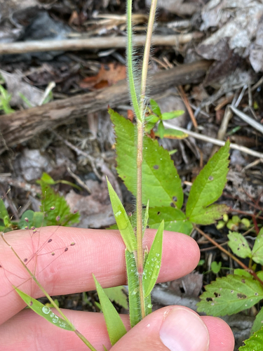 Dichanthelium implicatum, photograph 2
