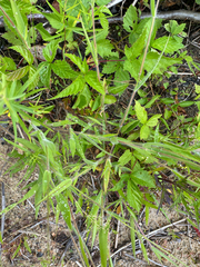 Dichanthelium implicatum, photograph (c) Quinten Wiegersma, some rights reserved (CC BY)