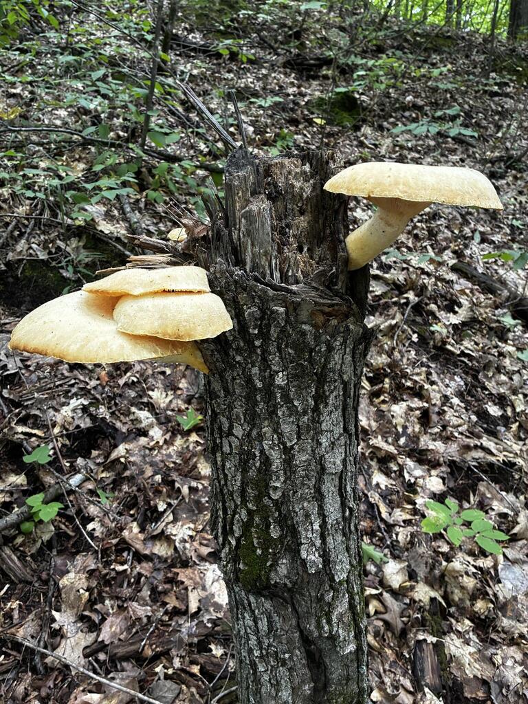 Lynx Paw Oyster · August 2026 · photo: Photo: (c) Arthur Whiting, some rights reserved (CC BY) · iNaturalist