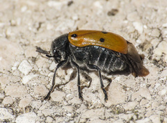 Lachnaia italica italica