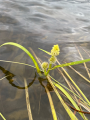 (c) Quinten Wiegersma, some rights reserved (CC BY) Sparganium angustifolium, photograph (c) Quinten Wiegersma, some rights reserved (CC BY)