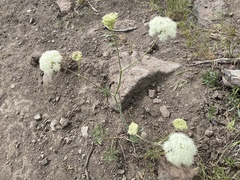 Perideridia bolanderi