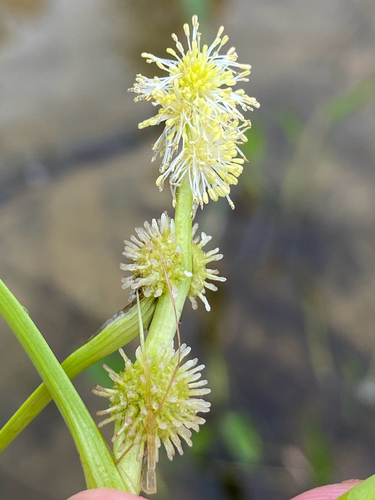 Sparganium angustifolium, photograph 2