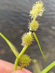 (c) Quinten Wiegersma, some rights reserved (CC BY) Sparganium angustifolium, photograph (c) Quinten Wiegersma, some rights reserved (CC BY)
