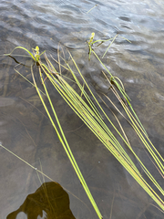 Sparganium angustifolium
