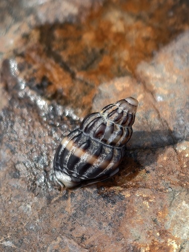 Nassarius fraterculus, 2026-08-28