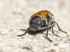 Lachnaia italica italica