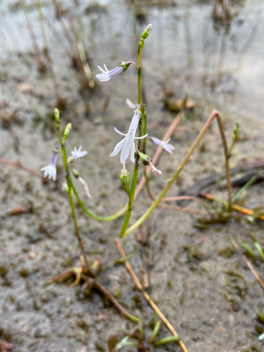 Lobelia dortmanna, photograph 3