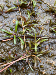 Lobelia dortmanna, photograph (c) Quinten Wiegersma, some rights reserved (CC BY)