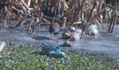 Pardirallus sanguinolentus