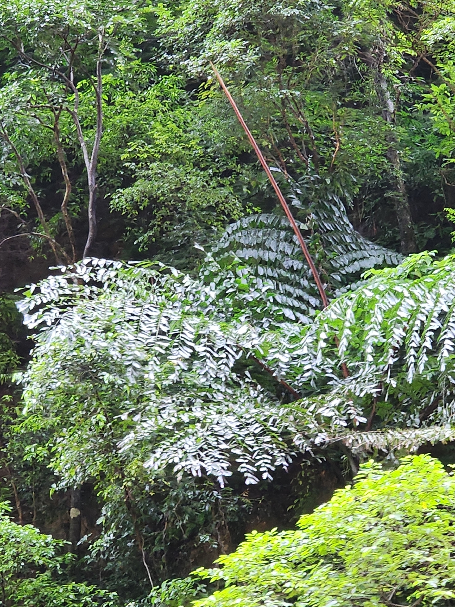 Caryota obtusa — ảnh 2