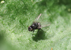 Agromyzinae