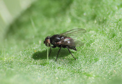 Agromyzinae
