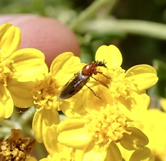 Dilophus strigilatus