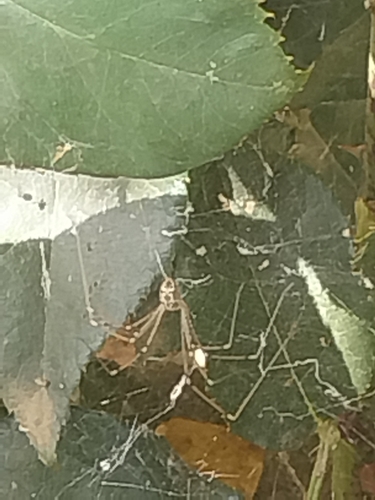 Marbled Cellar Spider
