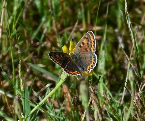 Sooty Copper, Ede, Nederland, photo 9 of 10