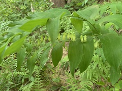 Polygonatum biflorum biflorum