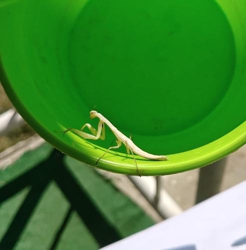 European Mantis