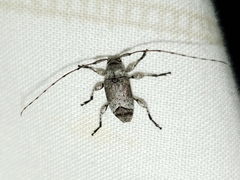 Sternidius mimeticus